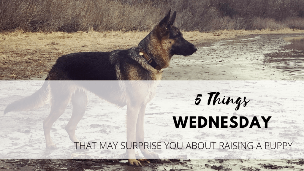 5 things that may surprise you about raising a&nbsp;puppy